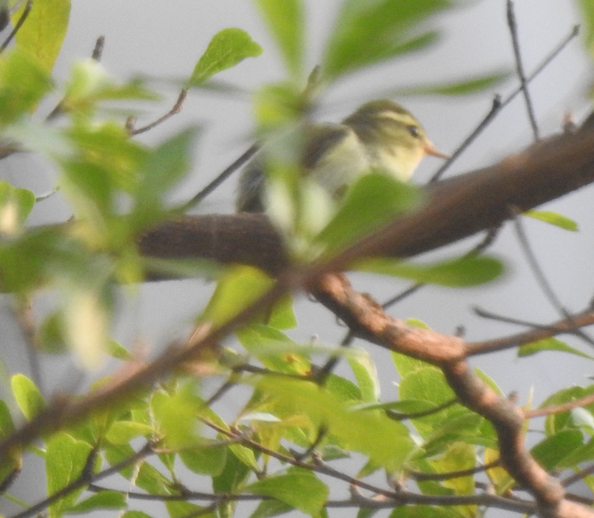 Green Warbler - ML611162228