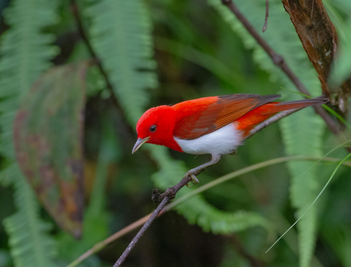 Scarlet-and-white Tanager - ML611162585