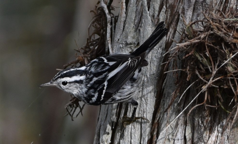 Black-and-white Warbler - ML611162677
