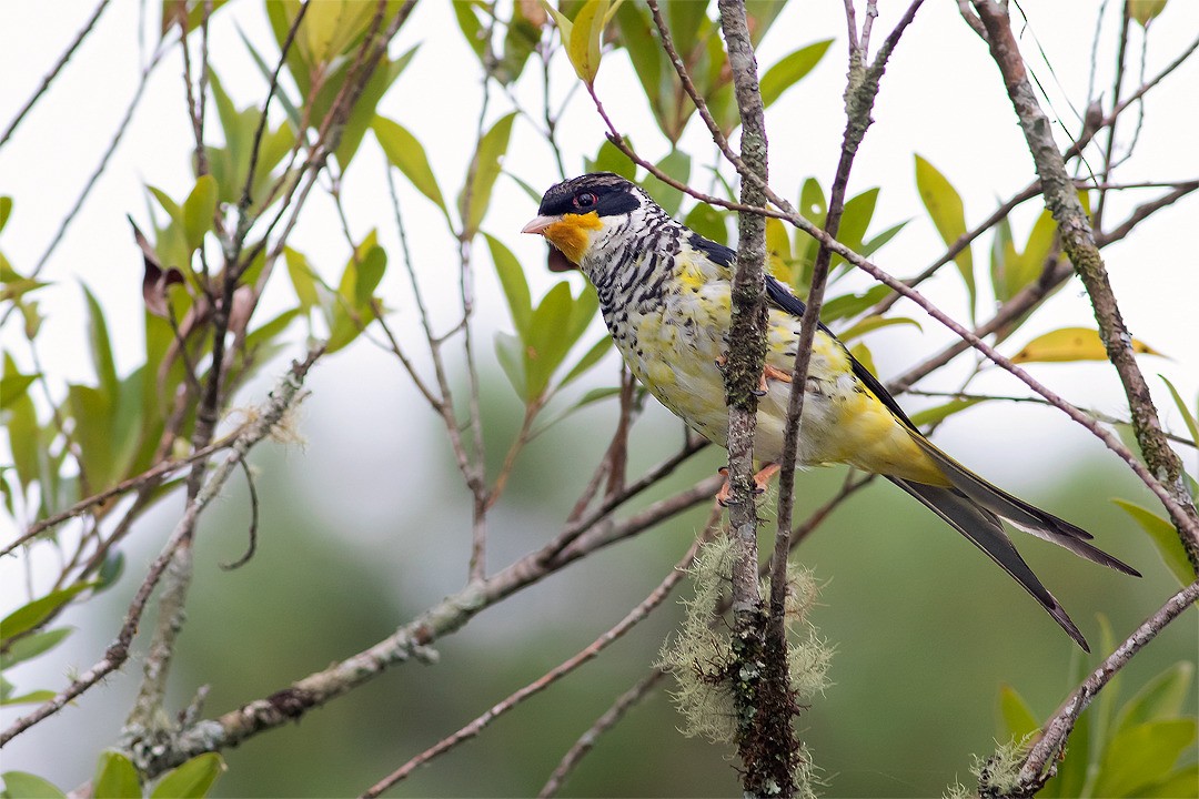 Swallow-tailed Cotinga - Filipe Bernardi