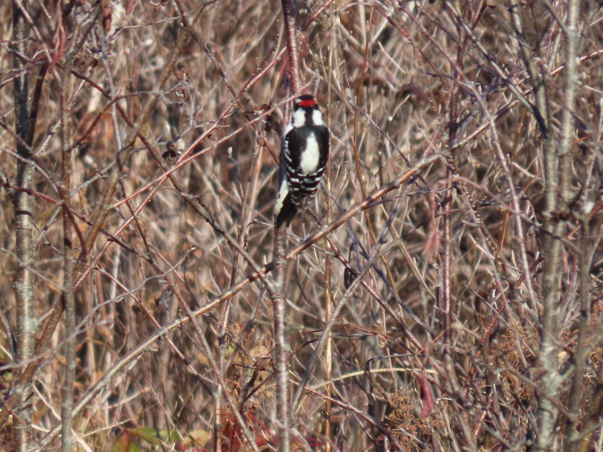 Downy Woodpecker (Eastern) - ML611163139