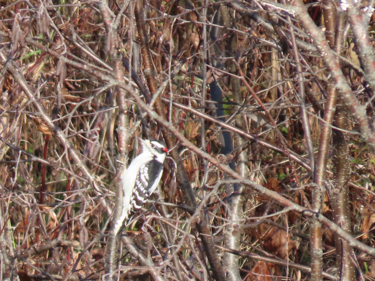Downy Woodpecker (Eastern) - ML611163151