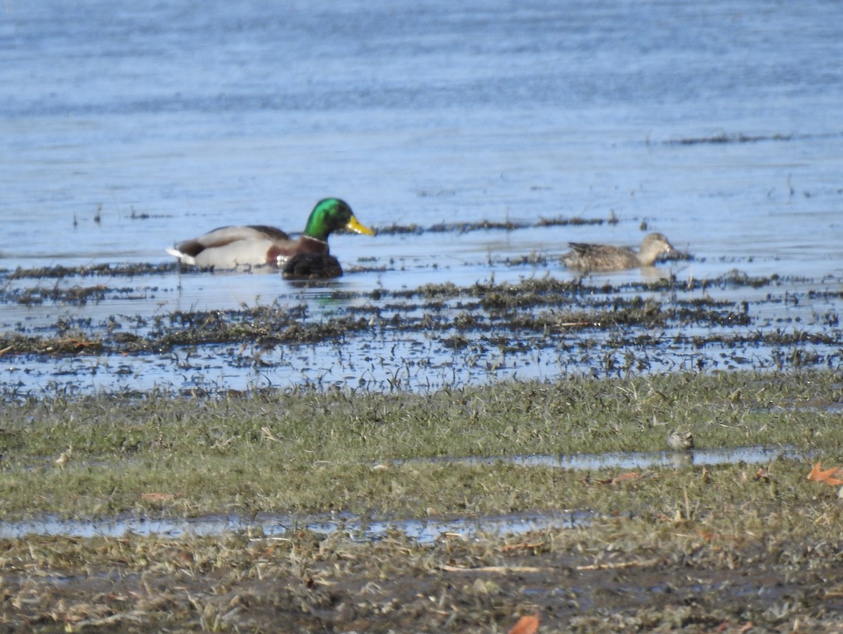 Green-winged Teal - ML611163235
