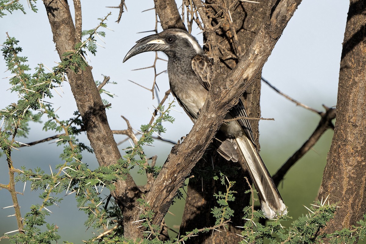 African Gray Hornbill - Don Danko