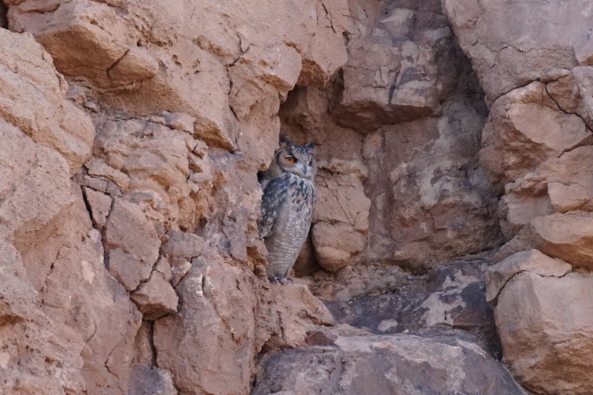 Pharaoh Eagle-Owl - ML611163524