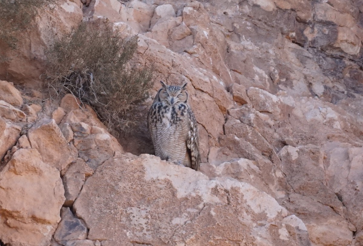 Pharaoh Eagle-Owl - ML611163547