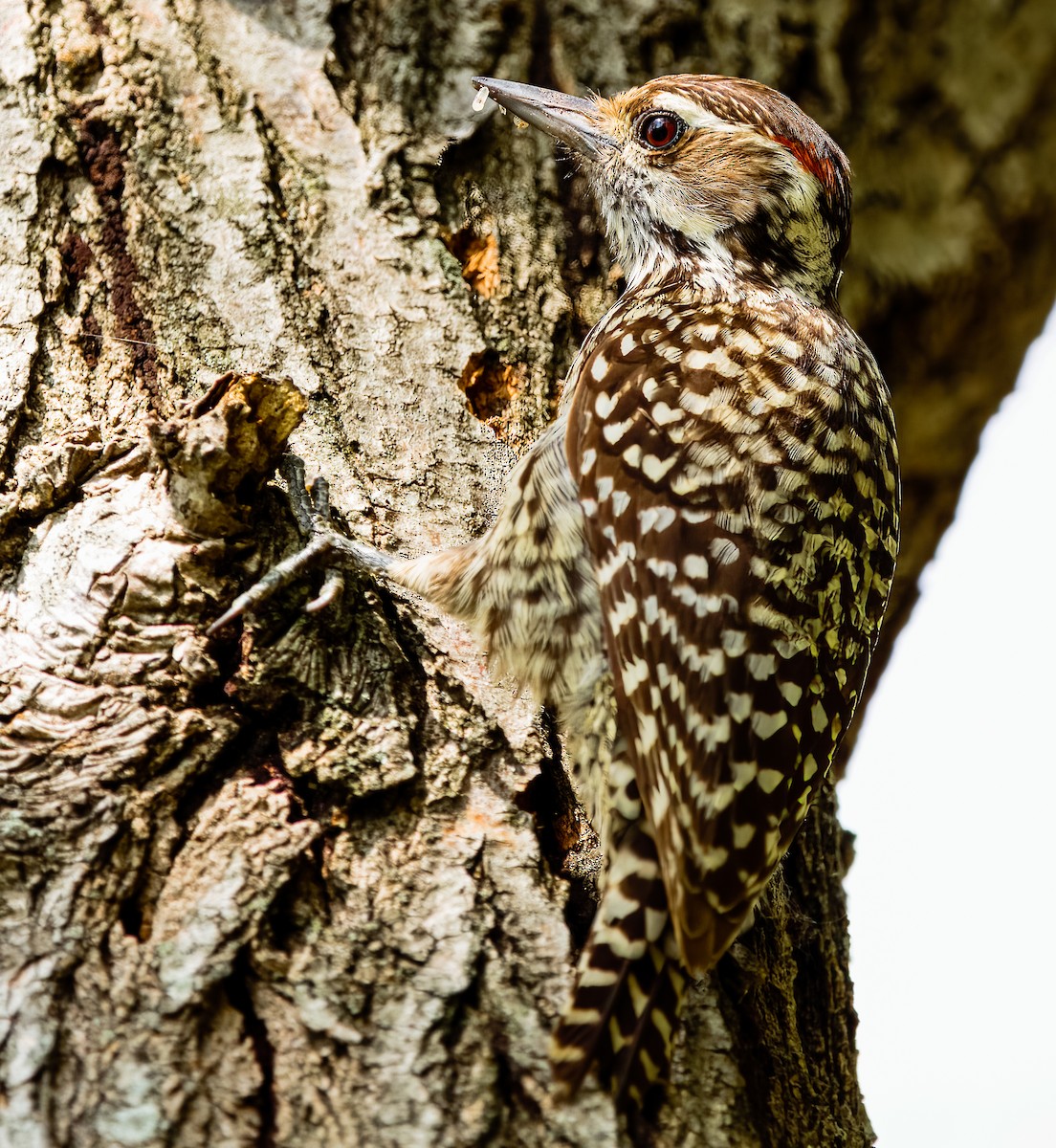 Checkered Woodpecker - ML611163565