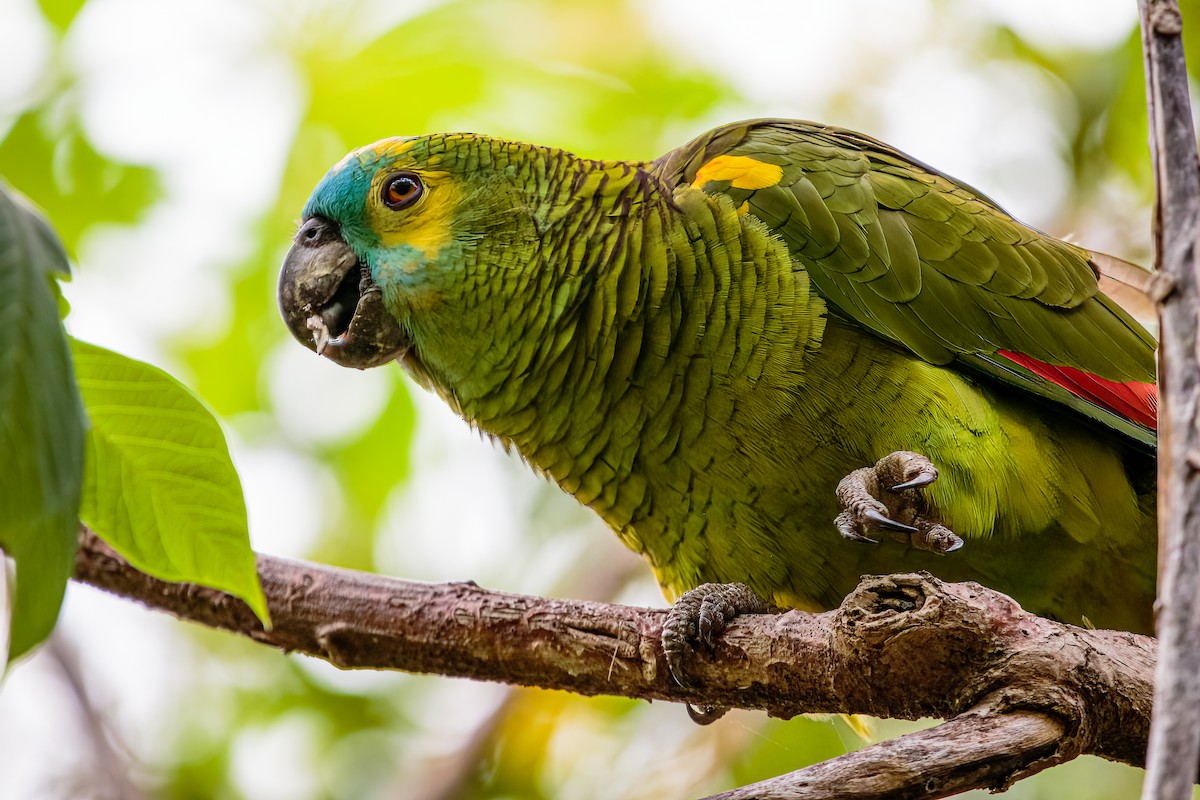 Turquoise-fronted Parrot - ML611163654