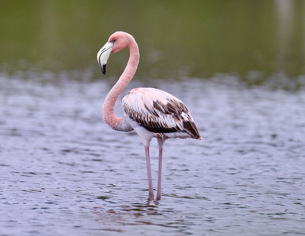 American Flamingo - ML611163674