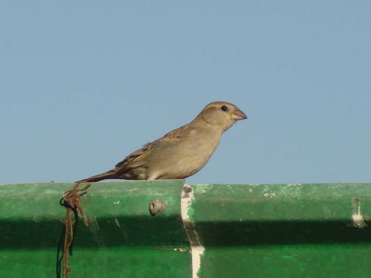 Somali Sparrow - Guy RUFRAY