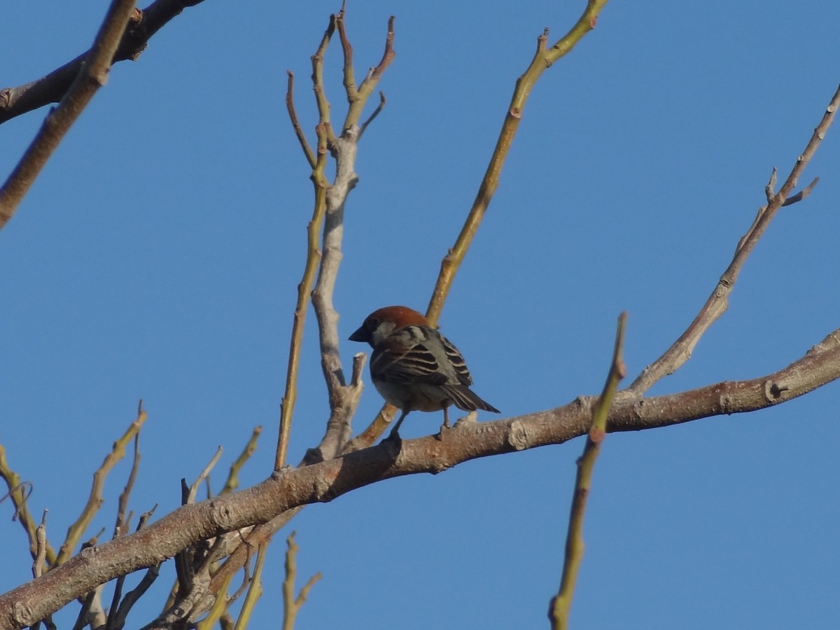 Somali Sparrow - ML611163686