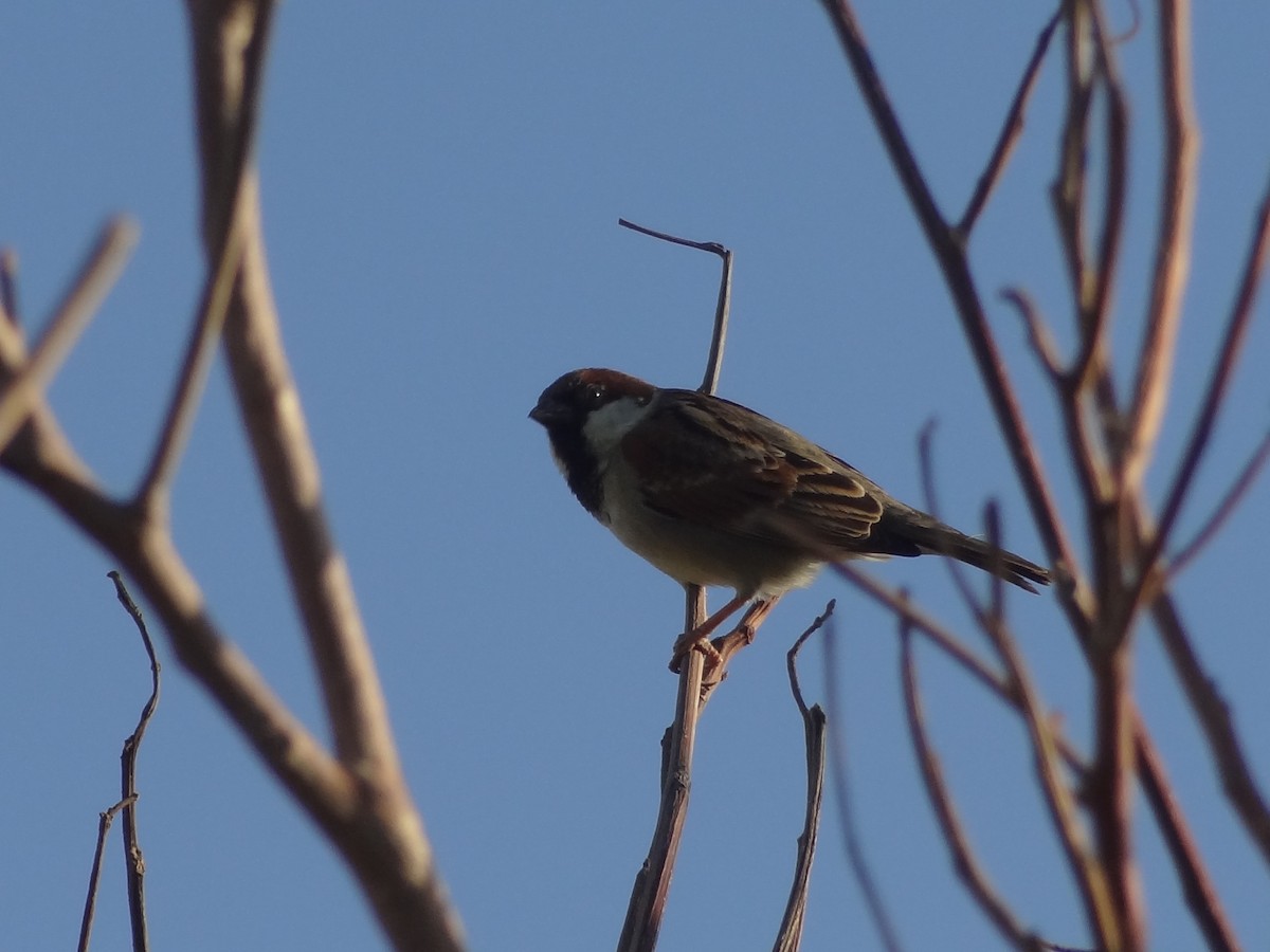 Somali Sparrow - ML611163687