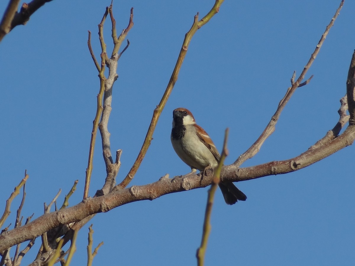 Somali Sparrow - ML611163688