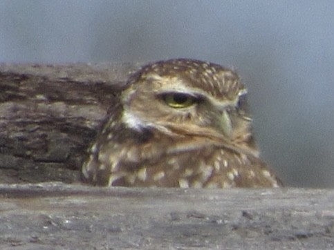 Burrowing Owl - ML611164106