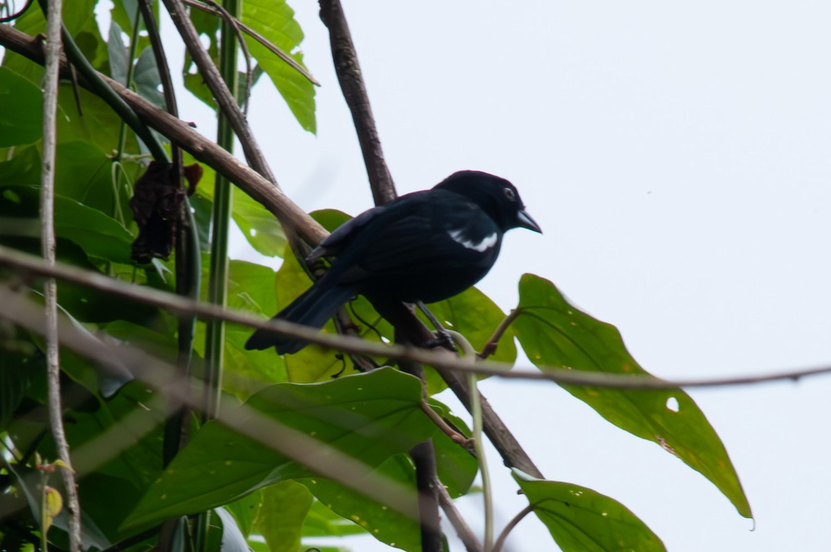 White-shouldered Tanager - ML611164198