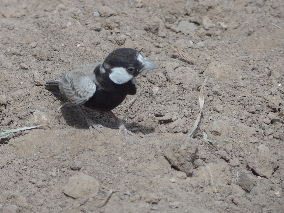 Black-crowned Sparrow-Lark - ML611164211