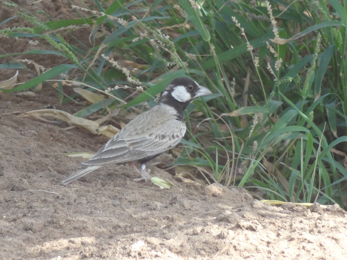 Black-crowned Sparrow-Lark - ML611164213