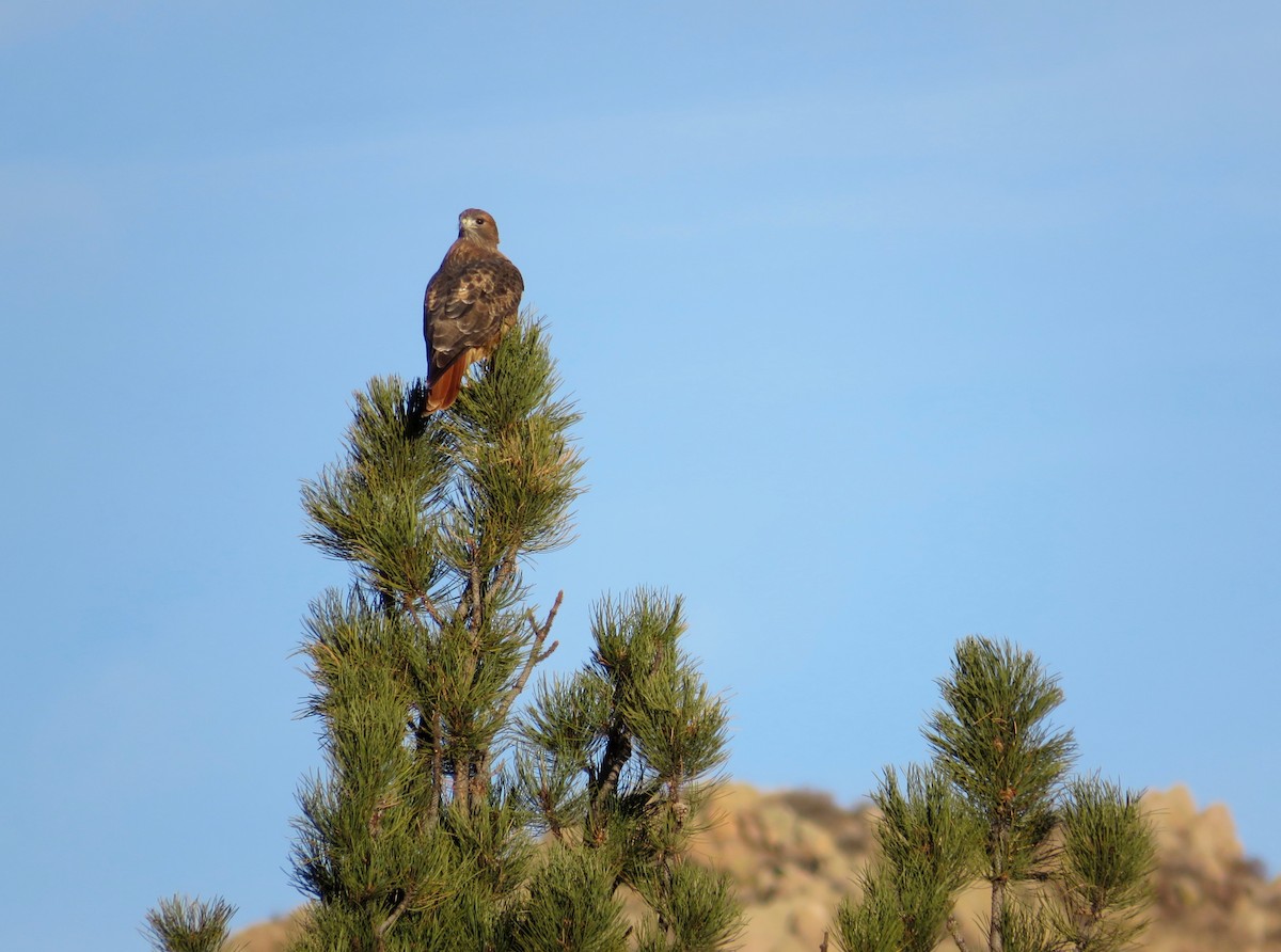 Red-tailed Hawk - ML611164463