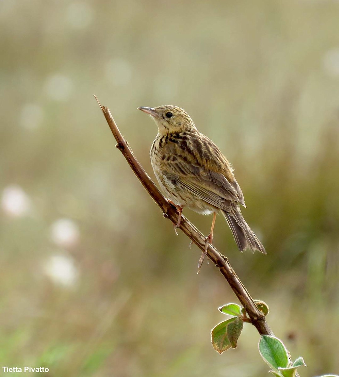 Ochre-breasted Pipit - ML611164590