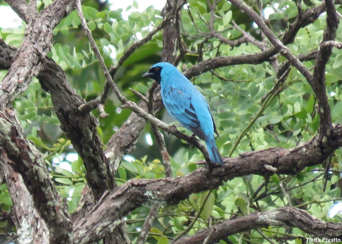 Swallow Tanager - ML611164781