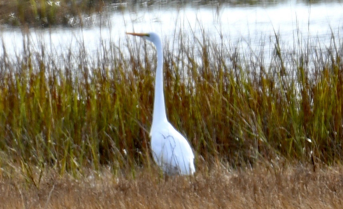 Great Egret - Anonymous User