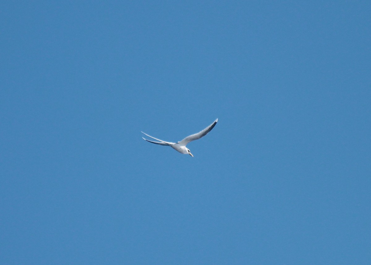 White-tailed Tropicbird - ML611165299