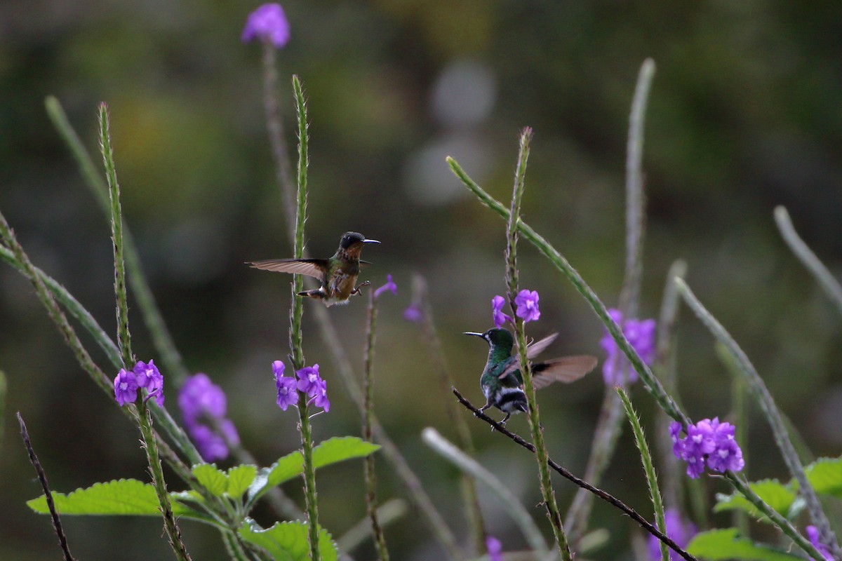 Black-crested Coquette - Seth Beaudreault