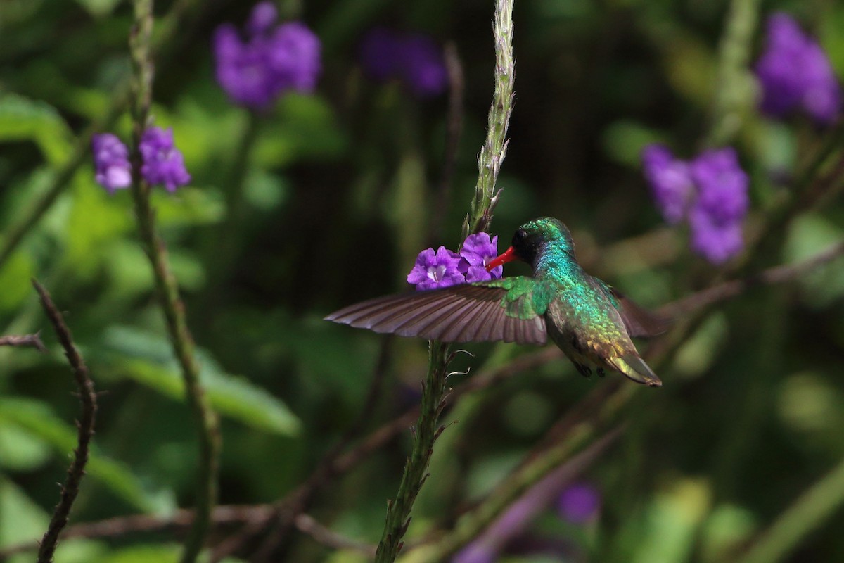 Blue-throated Goldentail - ML611165732