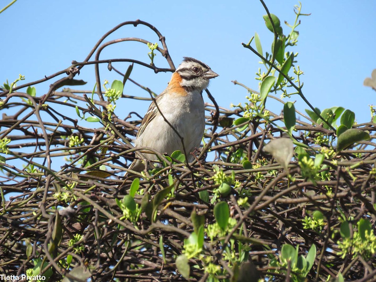 Rufous-collared Sparrow - ML611165781