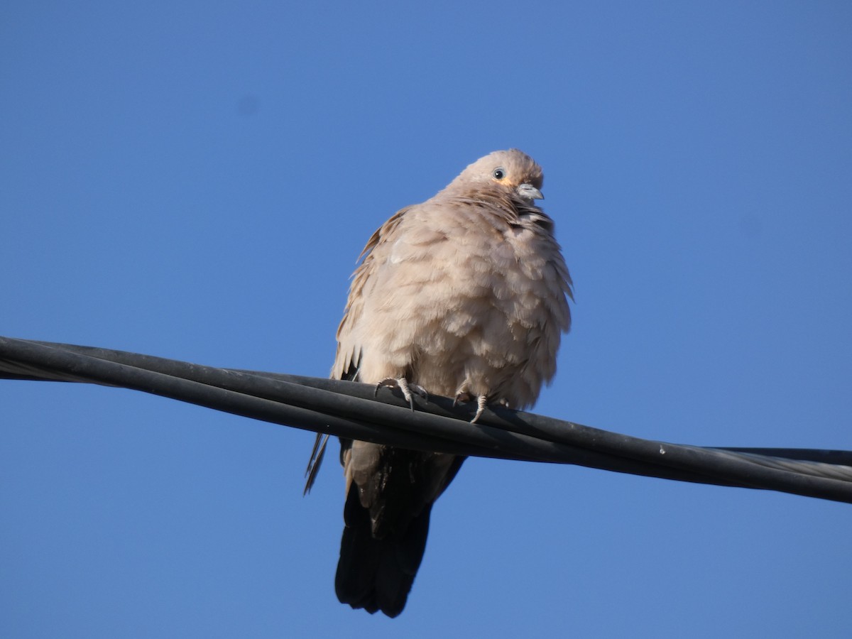 Black-winged Ground Dove - ML611165926