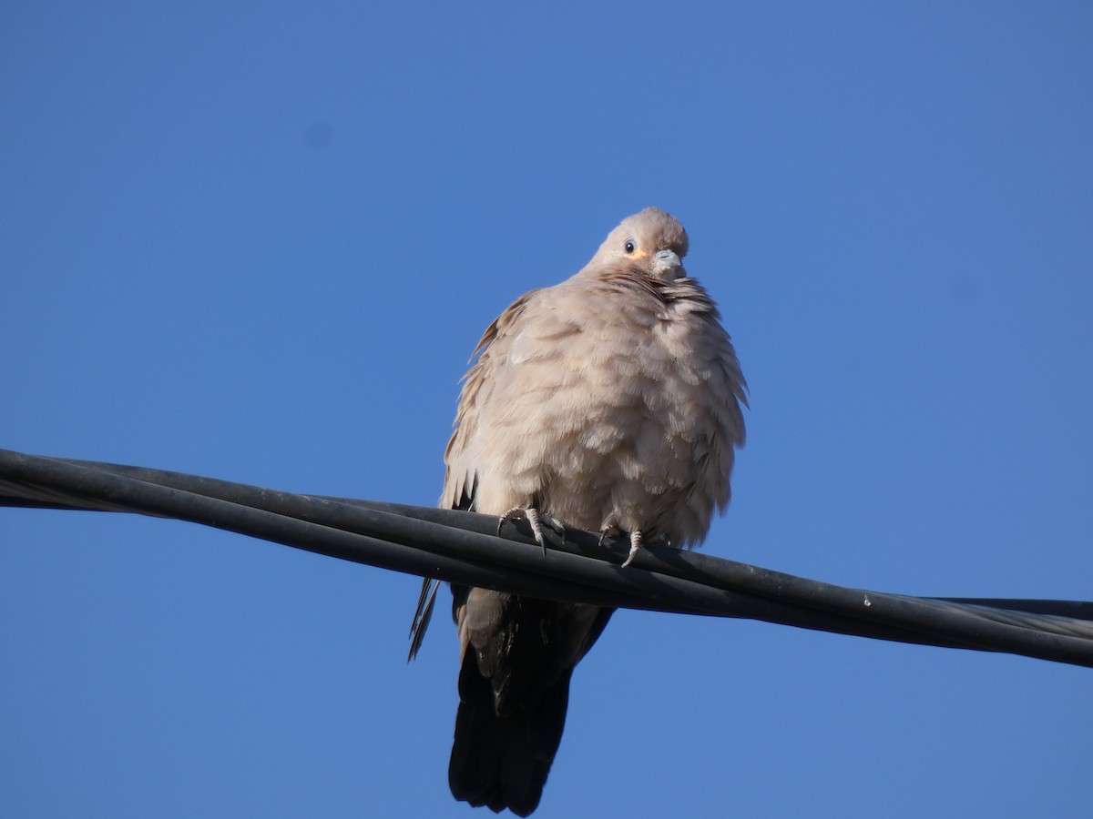 Black-winged Ground Dove - ML611165927