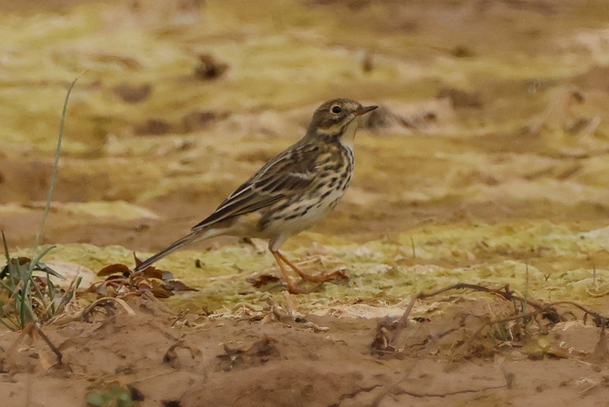 Meadow Pipit - ML611166021