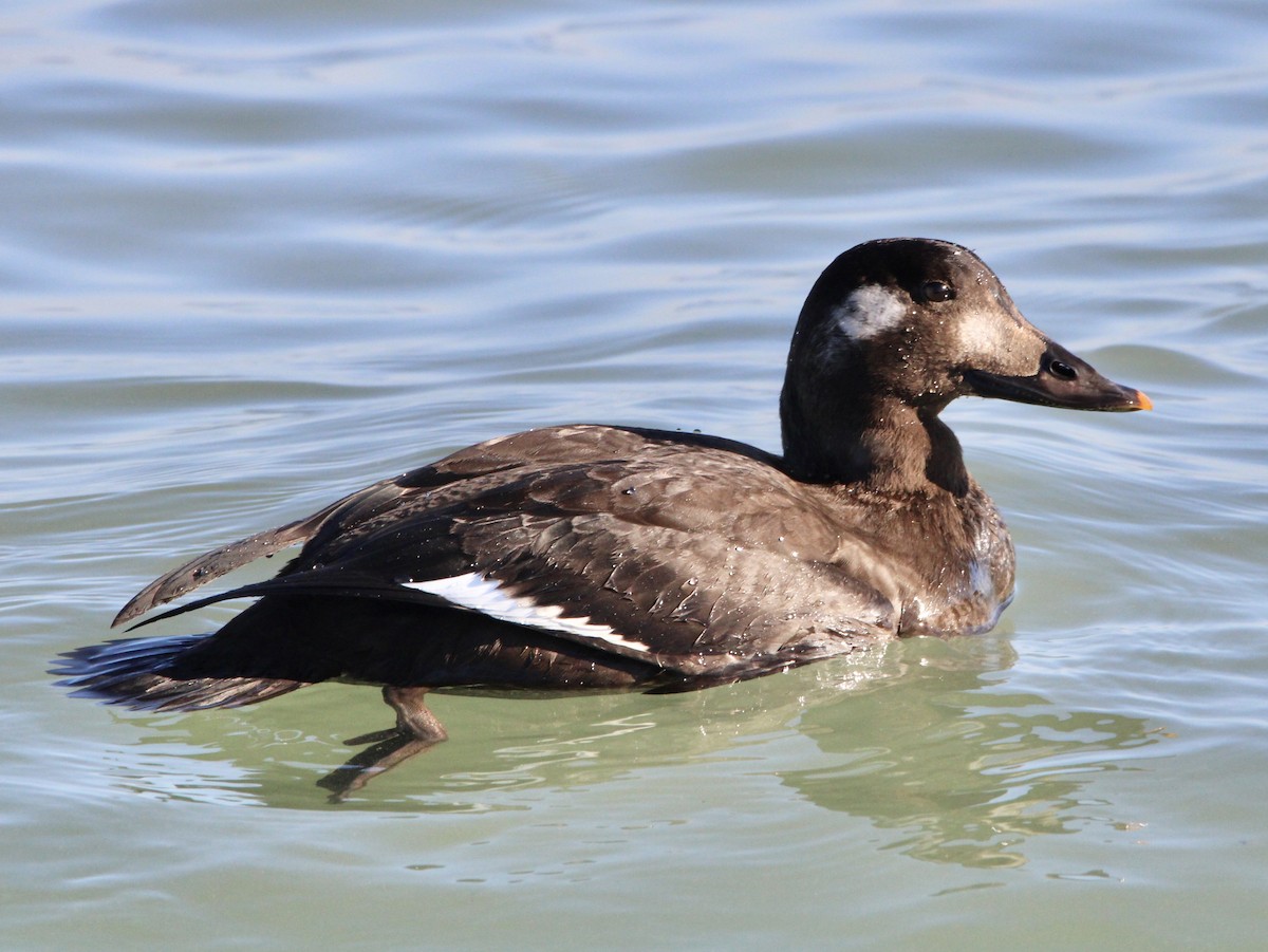 White-winged Scoter - Candace Evans