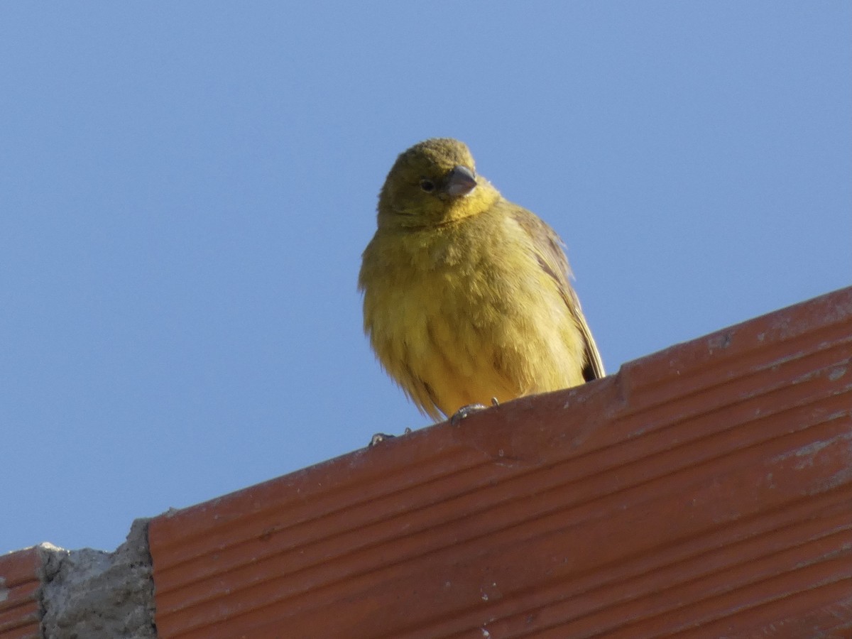 Greenish Yellow-Finch - Carlos Villaverde Castilla