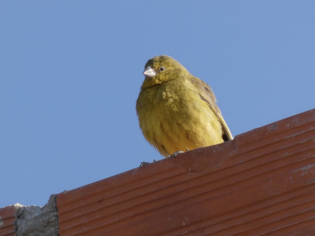Greenish Yellow-Finch - ML611166084