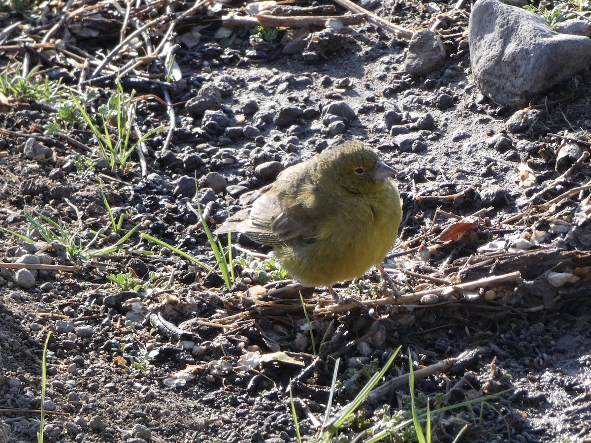 Greenish Yellow-Finch - ML611166086