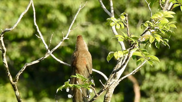 Puerto Rican Lizard-Cuckoo - ML611166246