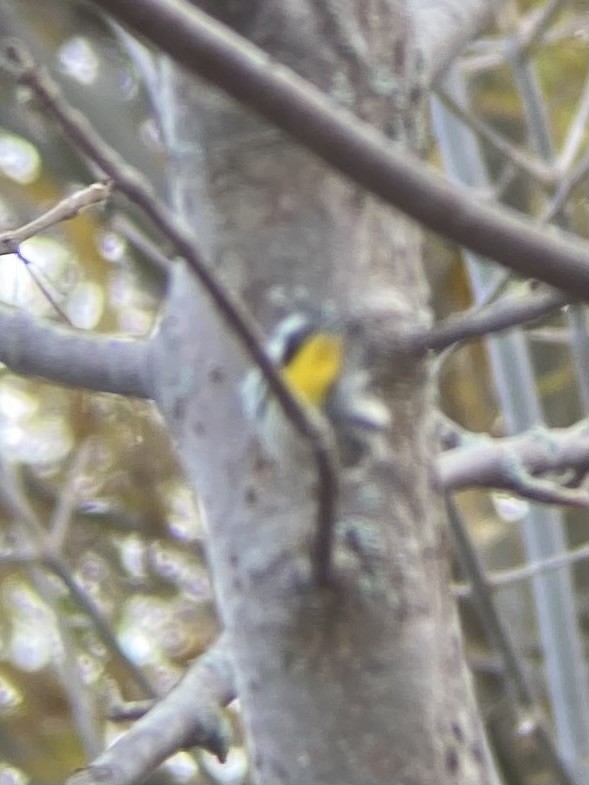 Yellow-throated Warbler - ML611166384