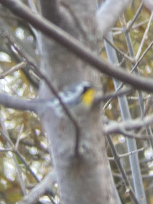 Yellow-throated Warbler - Chris Davidson