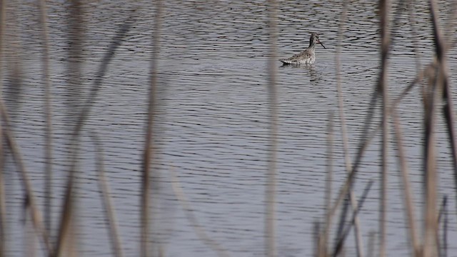 Spotted Redshank - ML611166475