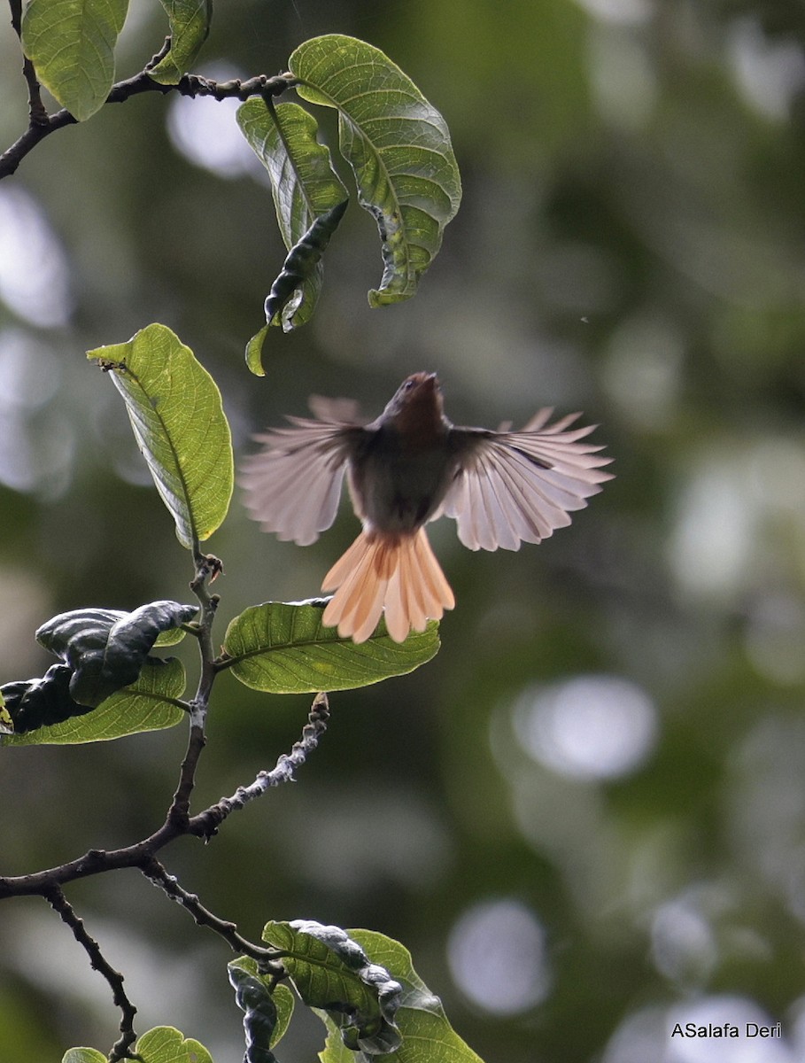 Chestnut-capped Flycatcher - Fanis Theofanopoulos (ASalafa Deri)