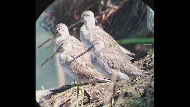 Long-billed Dowitcher - ML611166847