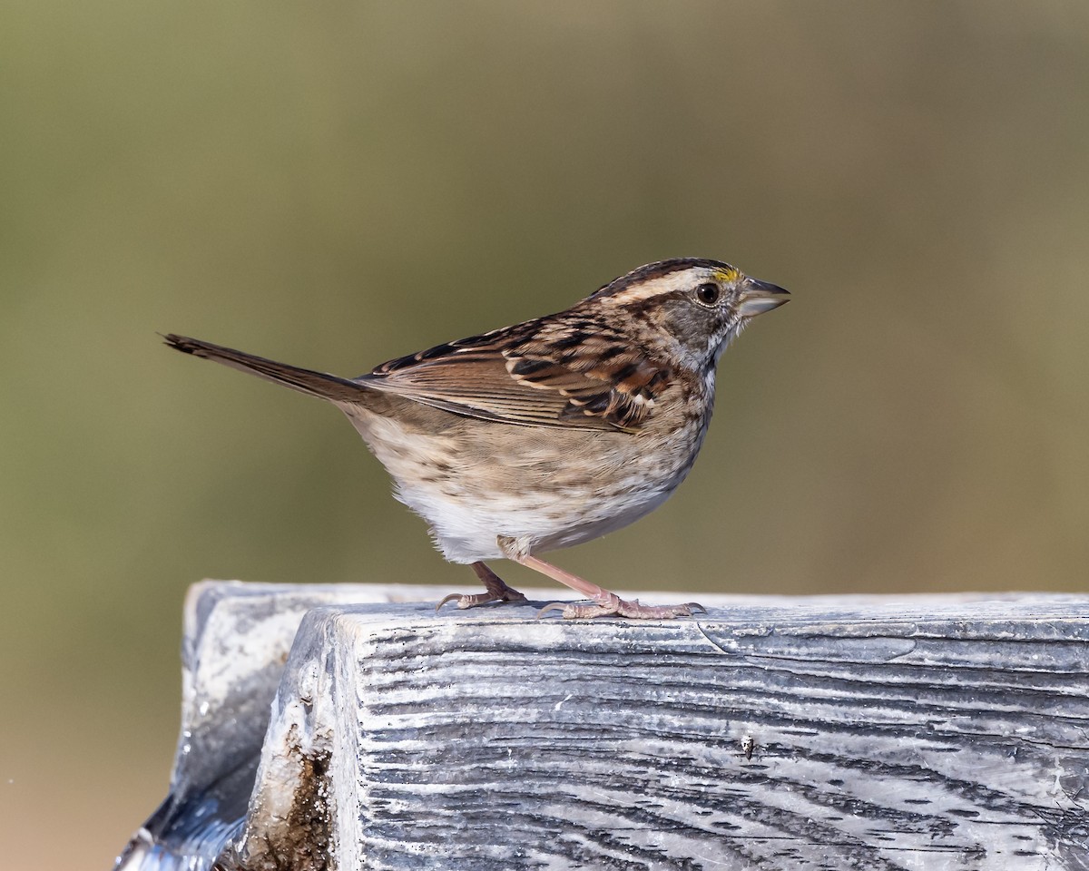 White-throated Sparrow - Kurt Holz