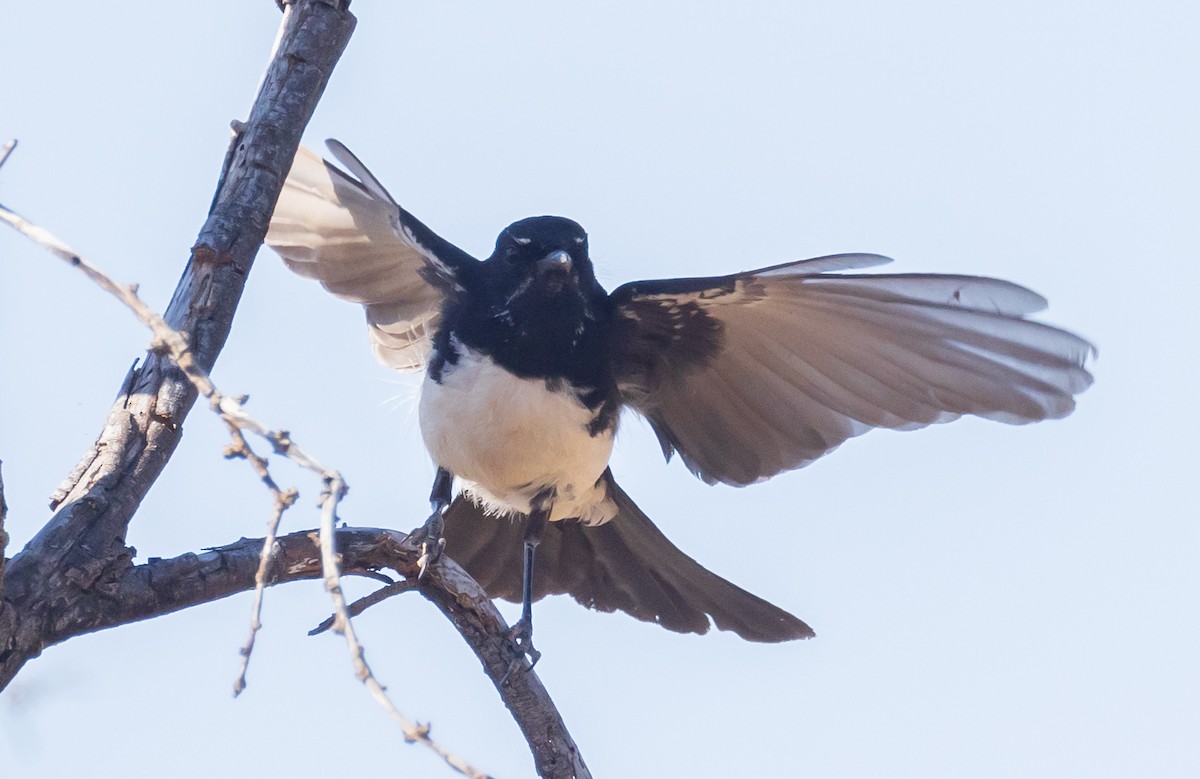 Willie-wagtail - ML611166958