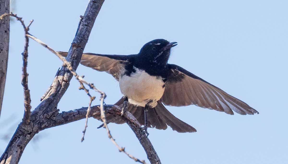 Willie-wagtail - ML611166959