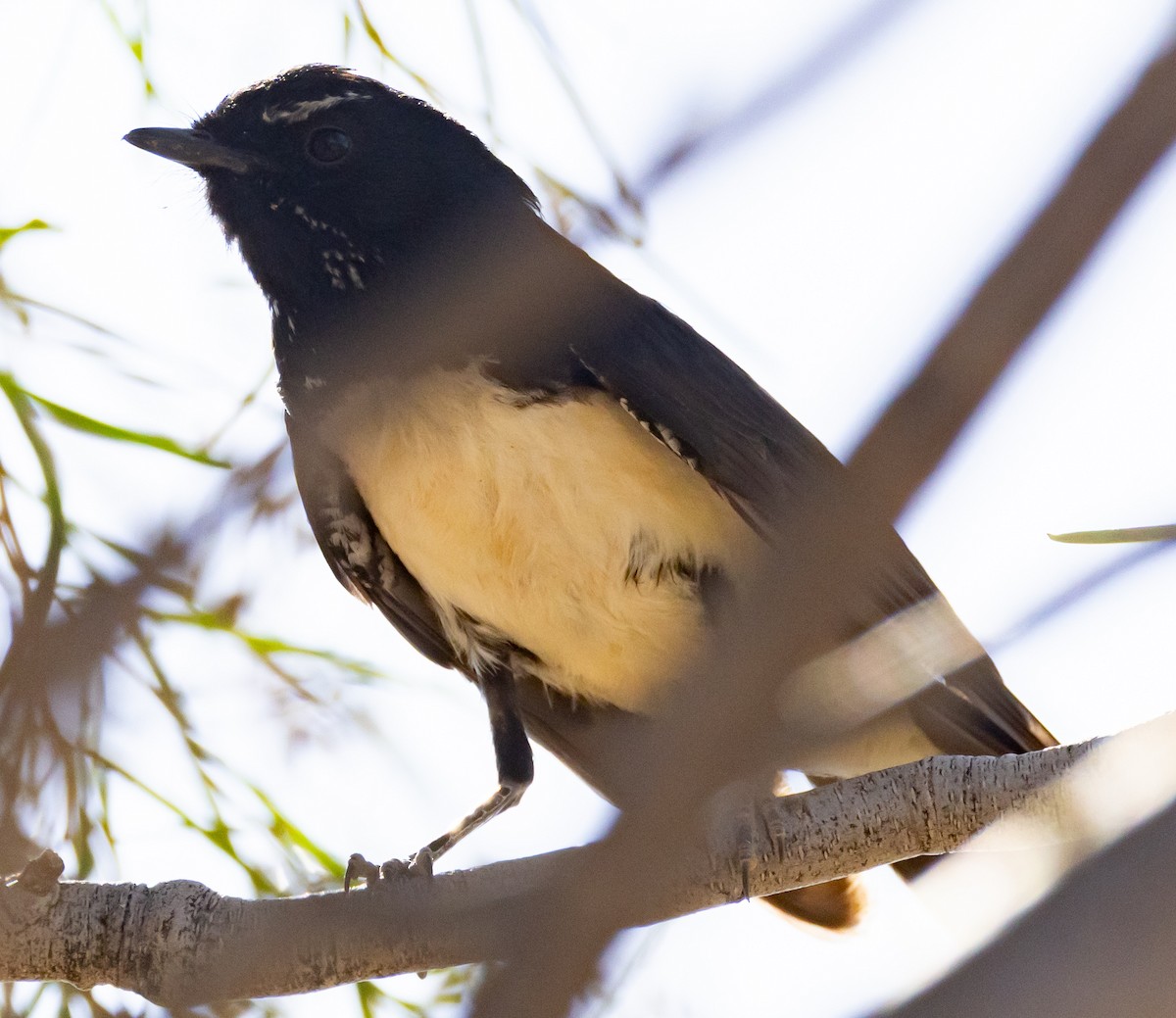 Willie-wagtail - ML611166960