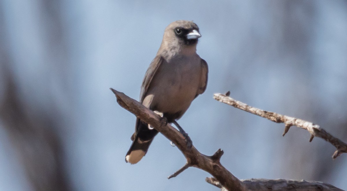Black-faced Woodswallow (Black-vented) - ML611167143