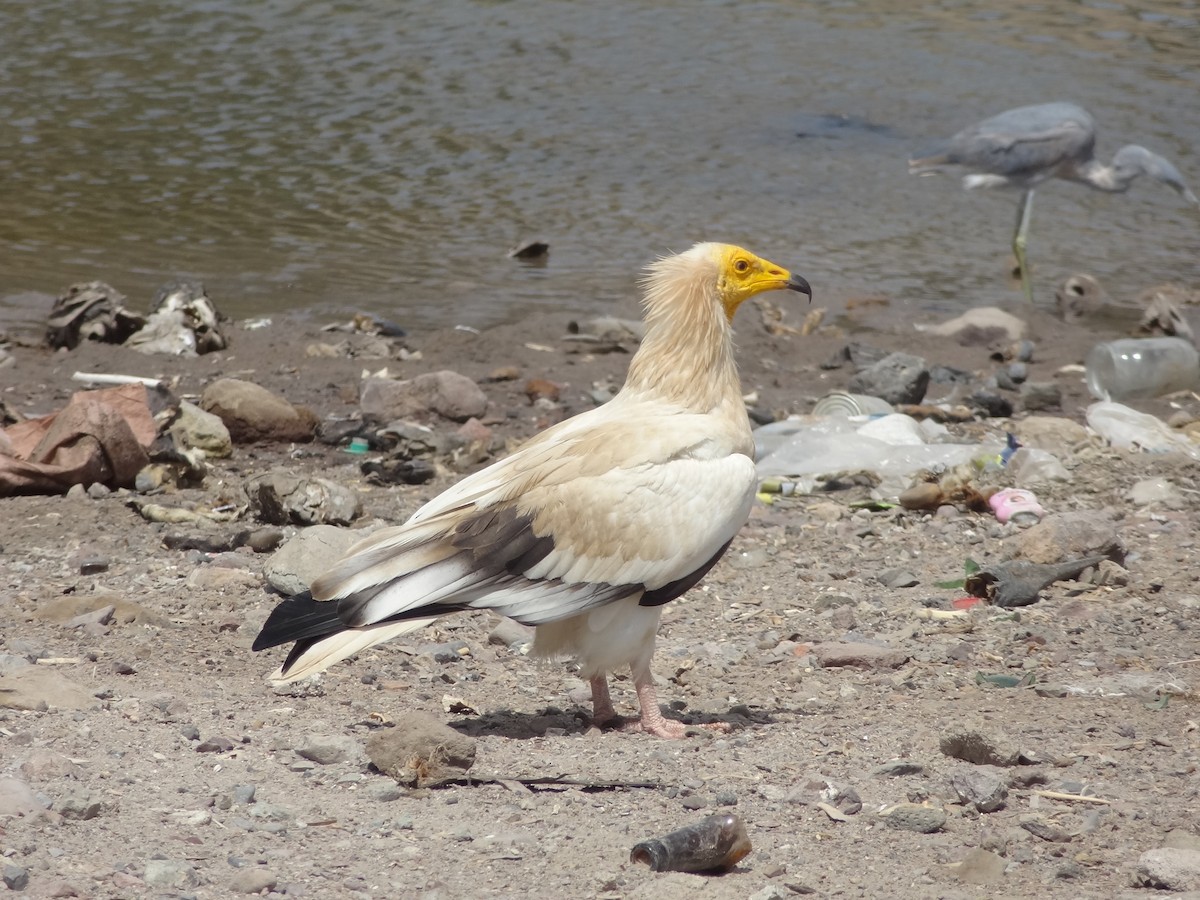 Egyptian Vulture - ML611167513