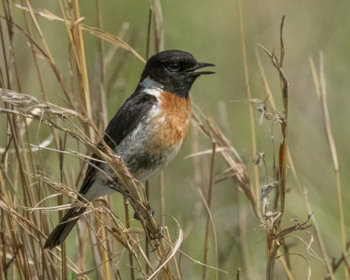 African Stonechat - ML611167582