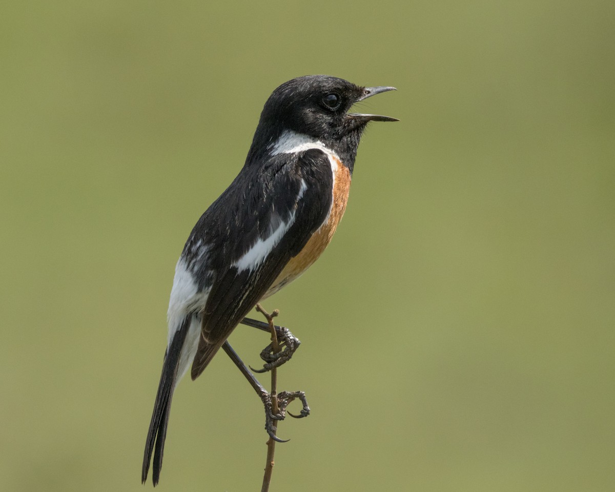 African Stonechat - ML611167587